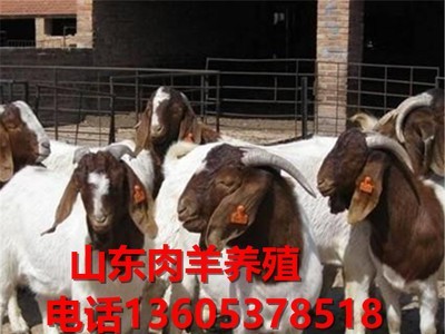 波尔山羊 纯种波尔山羊 改良波尔山羊 波尔山羊养殖技术图3
