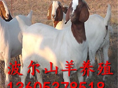 波尔山羊 纯种波尔山羊 改良波尔山羊 波尔山羊养殖技术图5