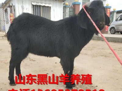 黑山羊纯种小羊羔纯种黑山公母羊养殖场家直销小羊成年羊出售图2