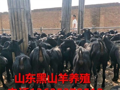 黑山羊纯种小羊羔纯种黑山公母羊养殖场家直销小羊成年羊出售图3