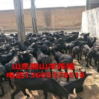 黑山羊纯种小羊羔纯种黑山公母羊养殖场家直销小羊成年羊出售
