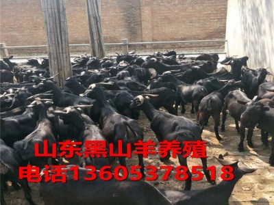 黑山羊纯种小羊羔纯种黑山公母羊养殖场家直销小羊成年羊出售图5