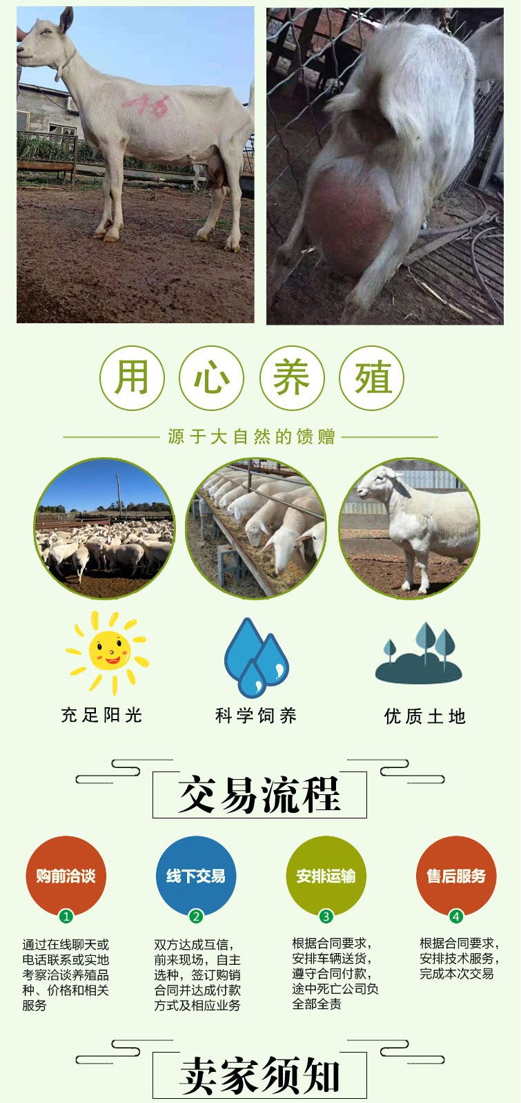 奶山羊用心养殖交易流程