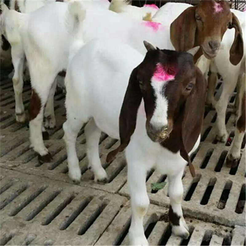 波尔山羊羊羔13.jpg