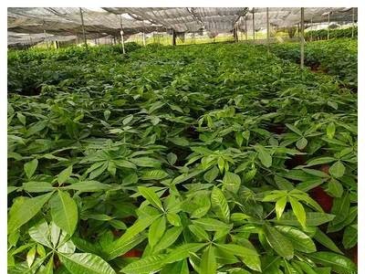 康捷亚特兰金-进口海藻肥 水溶肥 叶面肥 促花促芽增强植物抵抗力图2