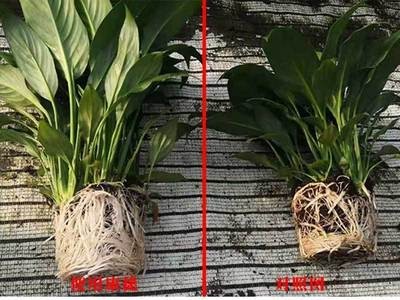 康捷亚特兰金-进口海藻肥 水溶肥 叶面肥 促花促芽增强植物抵抗力图3