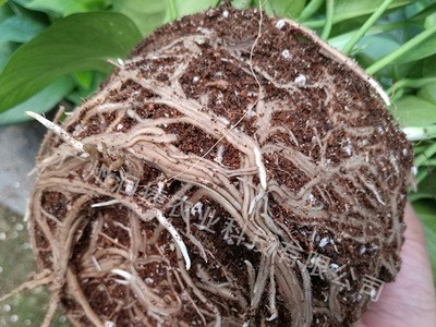 雅护 氨基酸水溶肥 腐植酸 海藻 抗低温促根养根花卉蔬菜育苗通用图3