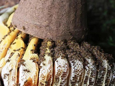 蜂产品厂家蜂蜜批发巢蜜农家土特产蜜糖贴牌土蜂蜜500g成熟蜂巢蜜图3