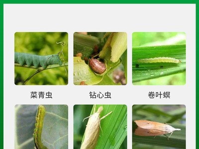 甲维盐氟铃脲 水稻 稻纵卷叶螟钻心虫棉花棉铃虫菜青虫果树杀虫剂图4