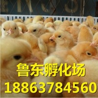 红玉鸡苗 三黄鸡 黄脚肉鸡红羽鸡苗 红羽肉鸡种蛋