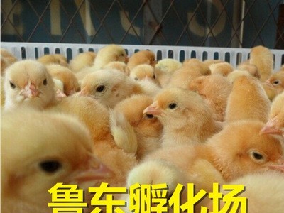 红玉鸡苗 三黄鸡 黄脚肉鸡红羽鸡苗 红羽肉鸡种蛋图5