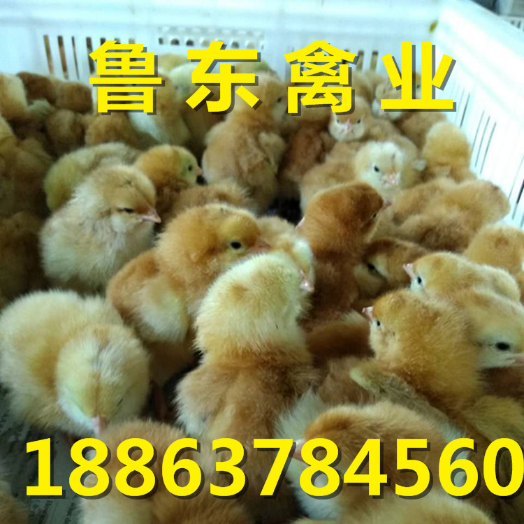 818932537289451001_副本
