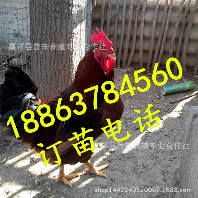 03101254_副本_副本