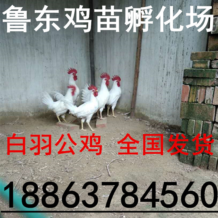 866861925538684840_副本_副本