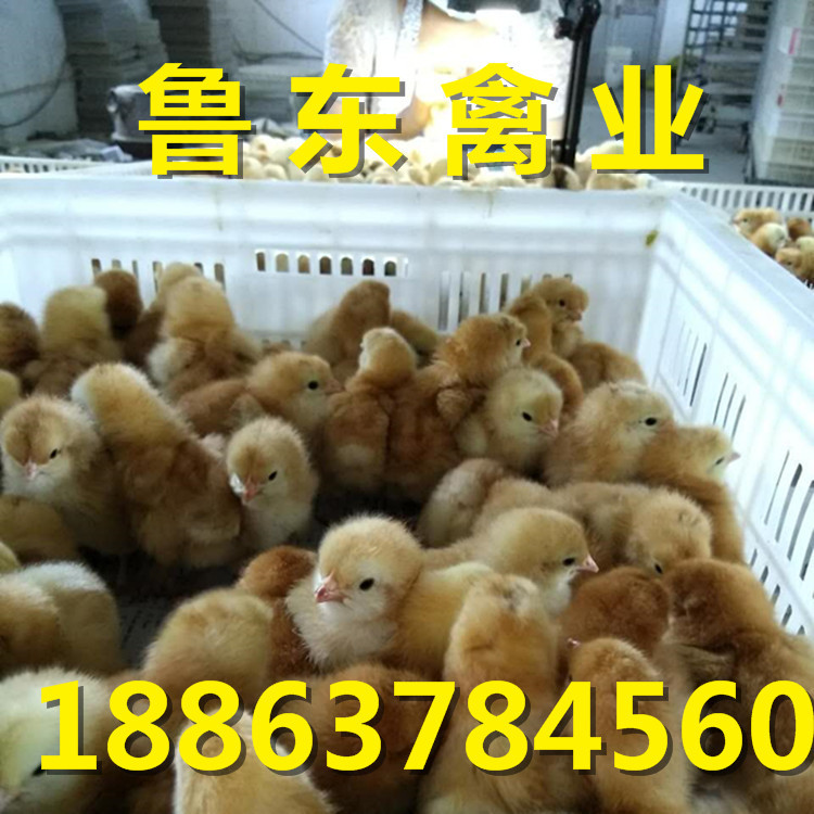 896543471186635917_副本