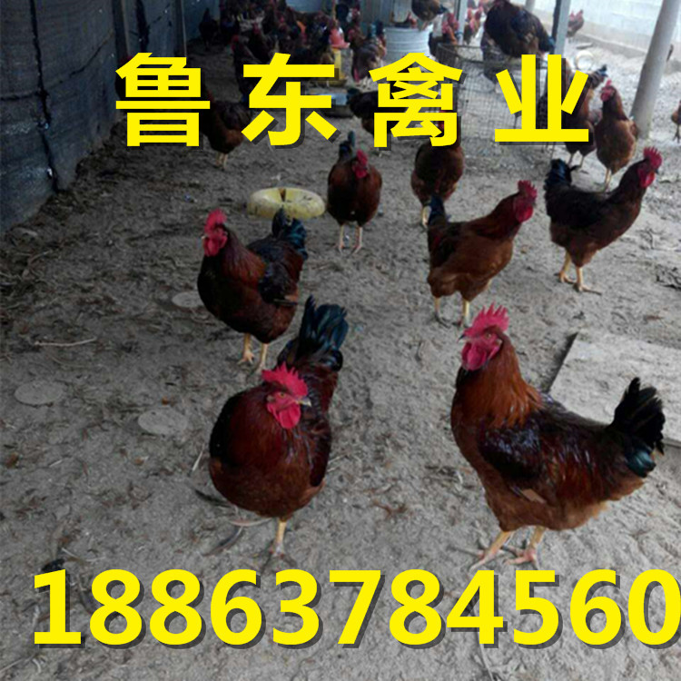 334385470276069456_副本
