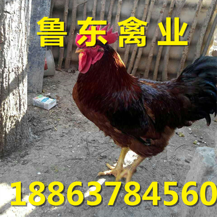 460265937090453209_副本