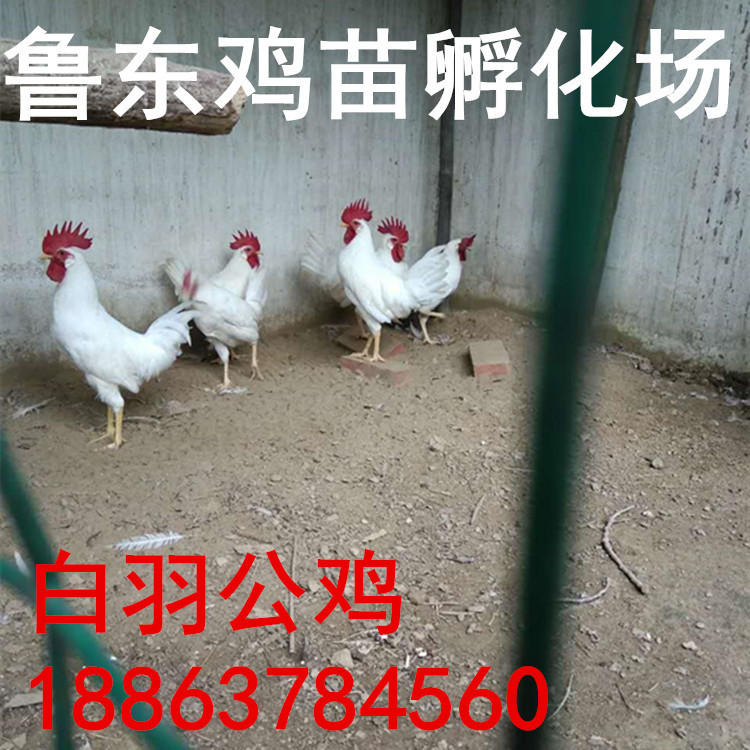 837029586005809877_副本_副本_副本