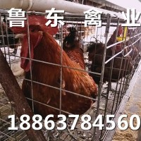出售青脚麻鸡苗 块大型麻鸡苗 麻鸡鸡苗价格 麻鸡种蛋