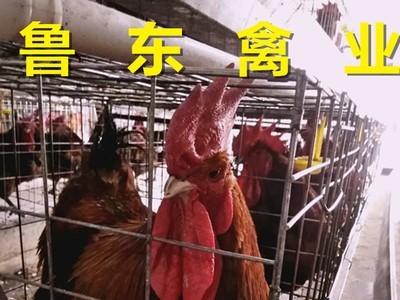 出售青脚麻鸡苗 块大型麻鸡苗 麻鸡鸡苗价格 麻鸡种蛋图3