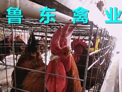 出售青脚麻鸡苗 块大型麻鸡苗 麻鸡鸡苗价格 麻鸡种蛋图4
