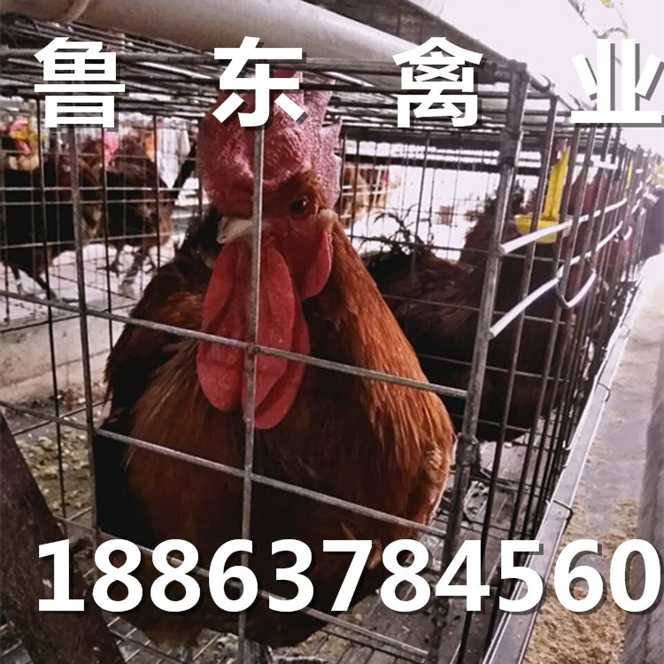 QQ图片20160929083434_副本_副本1