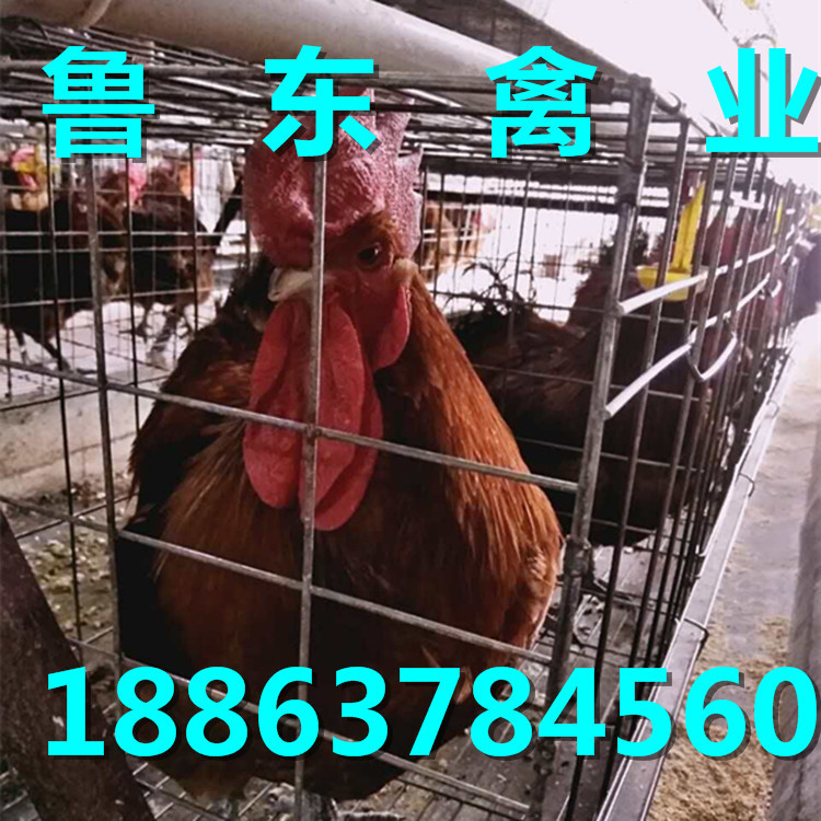 QQ图片20160929083434_副本_副本