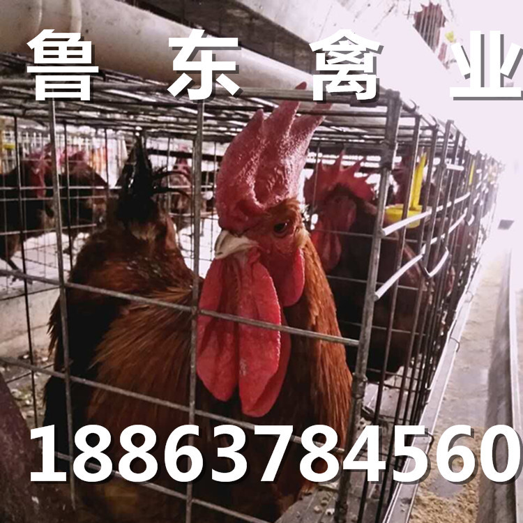 QQ图片20160929083430_副本_副本1