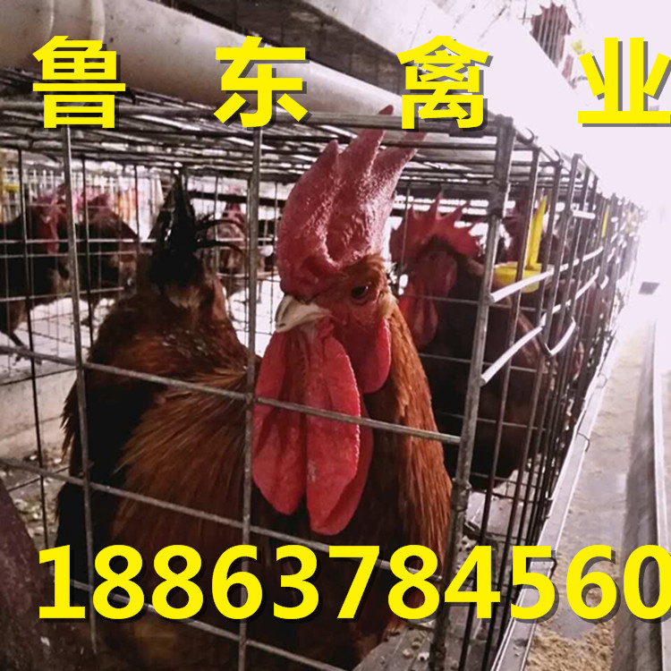 QQ图片20160929083430_副本