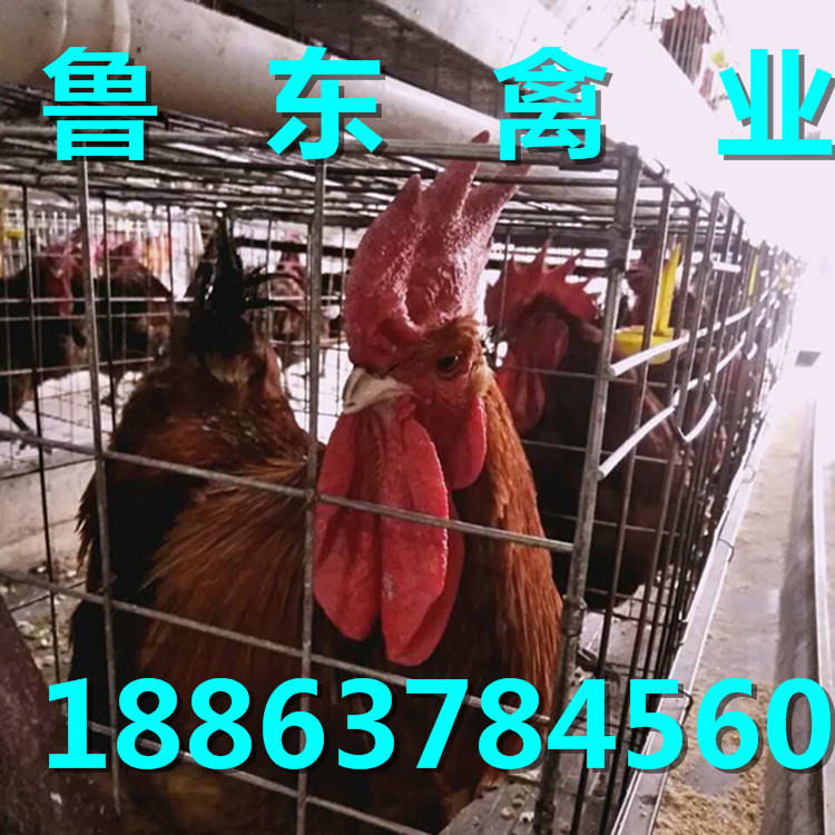 QQ图片20160929083430_副本_副本