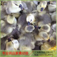 大量供应鹅苗 鹅苗孵化场 狮头鹅苗 可放养高山可长期供应