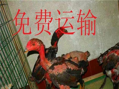 贵州省越南鬼子斗鸡 纯种鬼子鸡多少钱泰国斗鸡什么价格图4