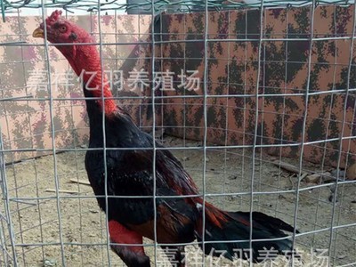 贵州省越南鬼子斗鸡 纯种鬼子鸡多少钱泰国斗鸡什么价格图3