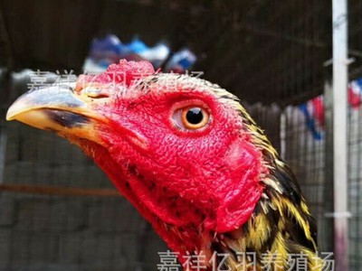 斗鸡鸡苗种蛋受精种蛋价格 云南省越南鬼子鸡苗种蛋 多少包邮图2