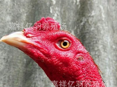 斗鸡鸡苗种蛋受精种蛋价格 云南省越南鬼子鸡苗种蛋 多少包邮图3