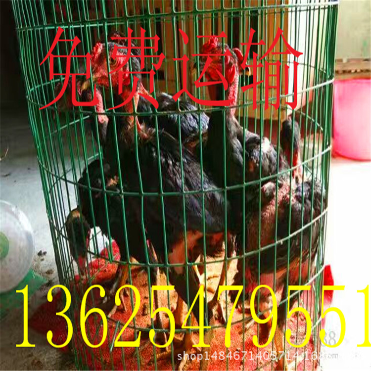 589382049824663249