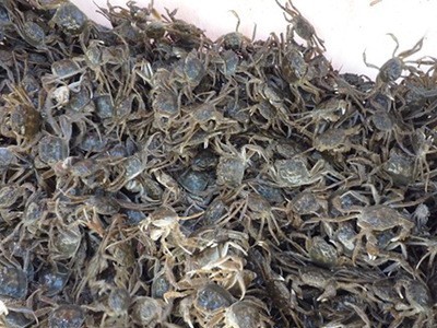 螃蟹 阳澄湖大闸蟹蟹苗 质优 量多优惠 厂家直供大闸蟹苗图3