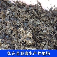 螃蟹 阳澄湖大闸蟹蟹苗 质优 量多优惠 厂家直供大闸蟹苗