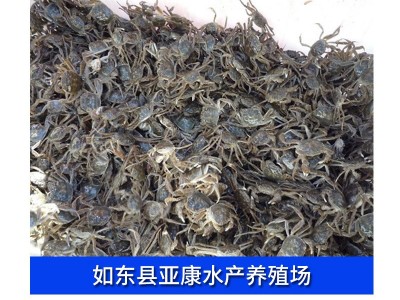 螃蟹 阳澄湖大闸蟹蟹苗 质优 量多优惠 厂家直供大闸蟹苗图5