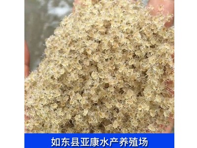 供应出口大闸蟹苗 螃蟹苗量多优惠 厂家供应 大眼幼体河蟹苗图5