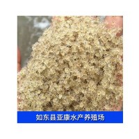 供应出口大闸蟹苗 螃蟹苗量多优惠 厂家供应 大眼幼体河蟹苗