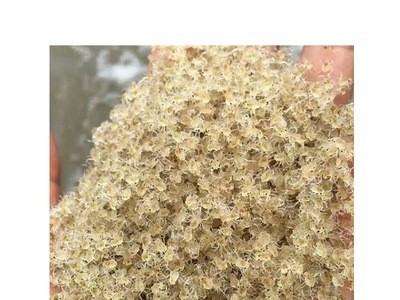 供应出口大闸蟹苗 螃蟹苗量多优惠 厂家供应 大眼幼体河蟹苗图3