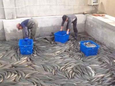 特价销售 大量供应优质黑鱼鱼苗 生鱼苗淡水养殖黑鱼苗价格实惠图4