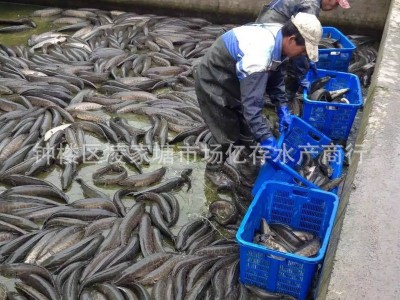 天然黑鱼乌鱼 淡水生鱼供应图5