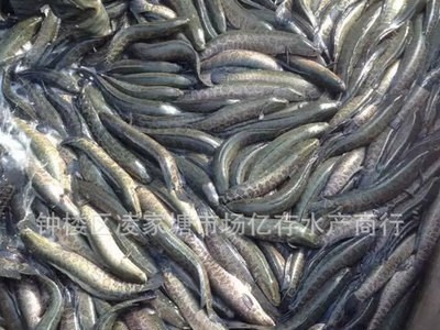 天然黑鱼乌鱼 淡水生鱼供应图3