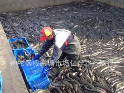 天然黑鱼乌鱼 淡水生鱼供应图2