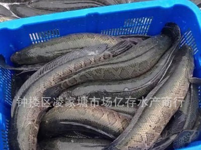 天然黑鱼乌鱼 淡水生鱼供应图4