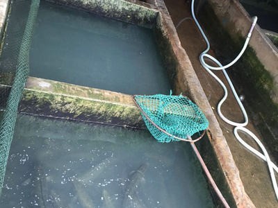 大量长期供应苏浙鲁沪地区生鱼成鱼生态养殖淡水黑鱼活鱼乌鱼图2