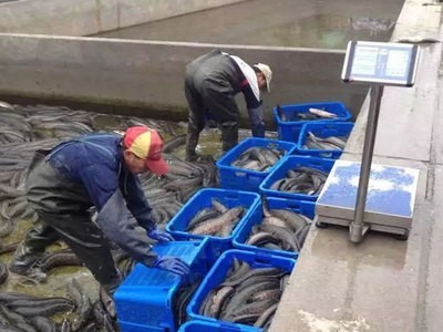 大量长期供应苏浙鲁沪地区生鱼成鱼生态养殖淡水黑鱼活鱼乌鱼图4