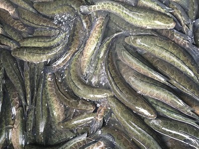 大量长期供应苏浙鲁沪地区生鱼成鱼生态养殖淡水黑鱼活鱼乌鱼图3